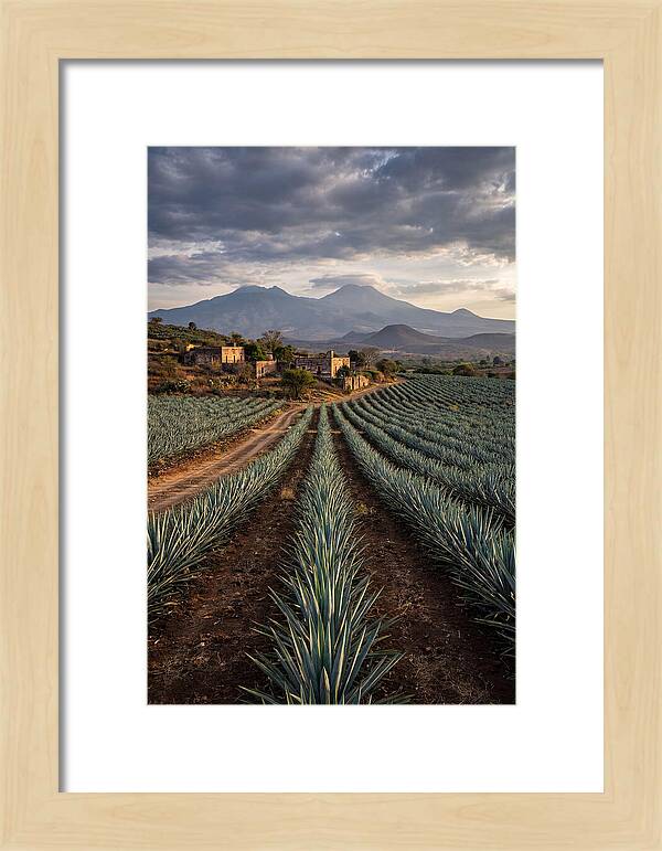 Farm Agave Under Dramatic Skies