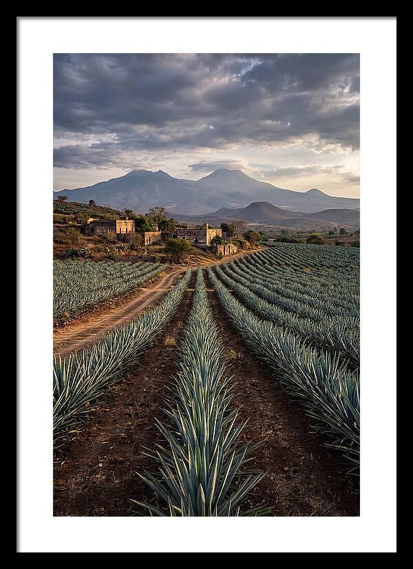 Farm Agave Under Dramatic Skies