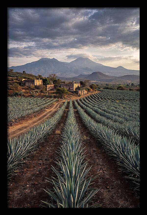 Farm Agave Under Dramatic Skies