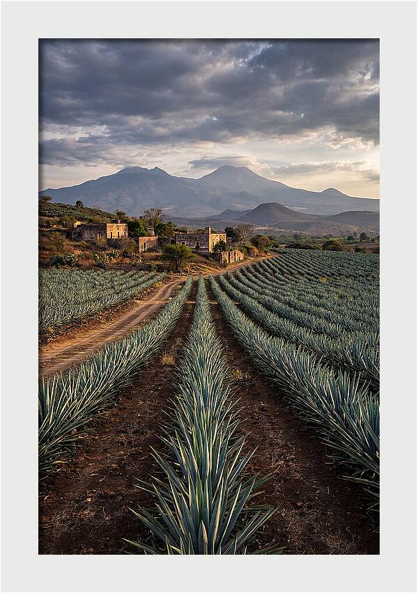 Farm Agave Under Dramatic Skies