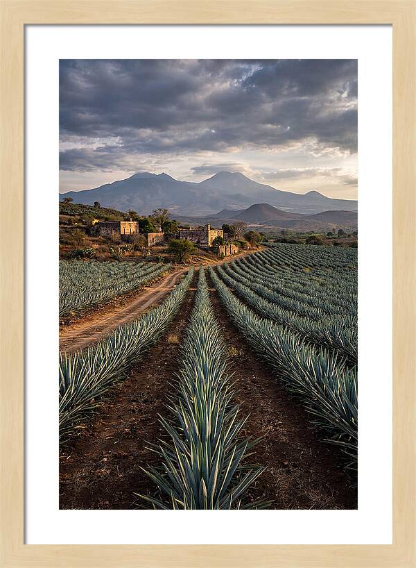 Farm Agave Under Dramatic Skies
