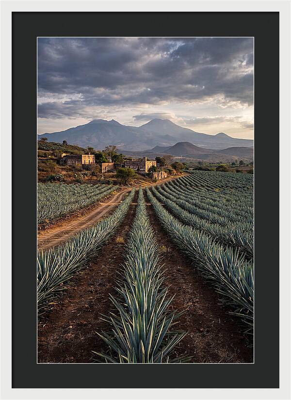 Farm Agave Under Dramatic Skies