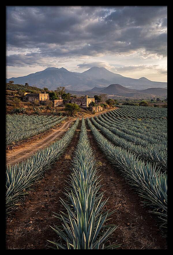 Farm Agave Under Dramatic Skies