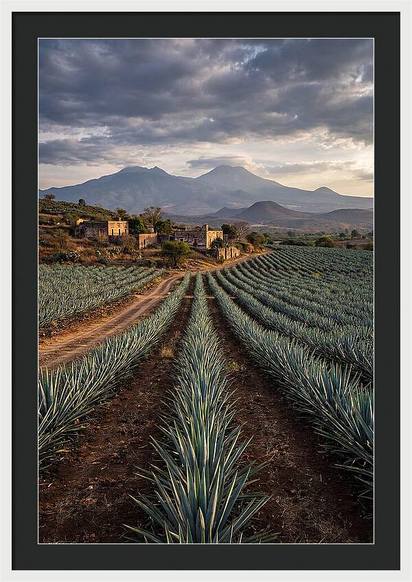 Farm Agave Under Dramatic Skies