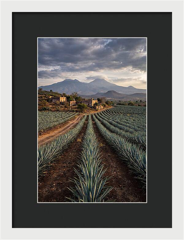 Farm Agave Under Dramatic Skies