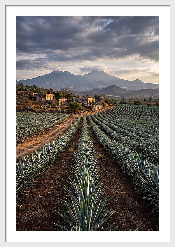 Farm Agave Under Dramatic Skies