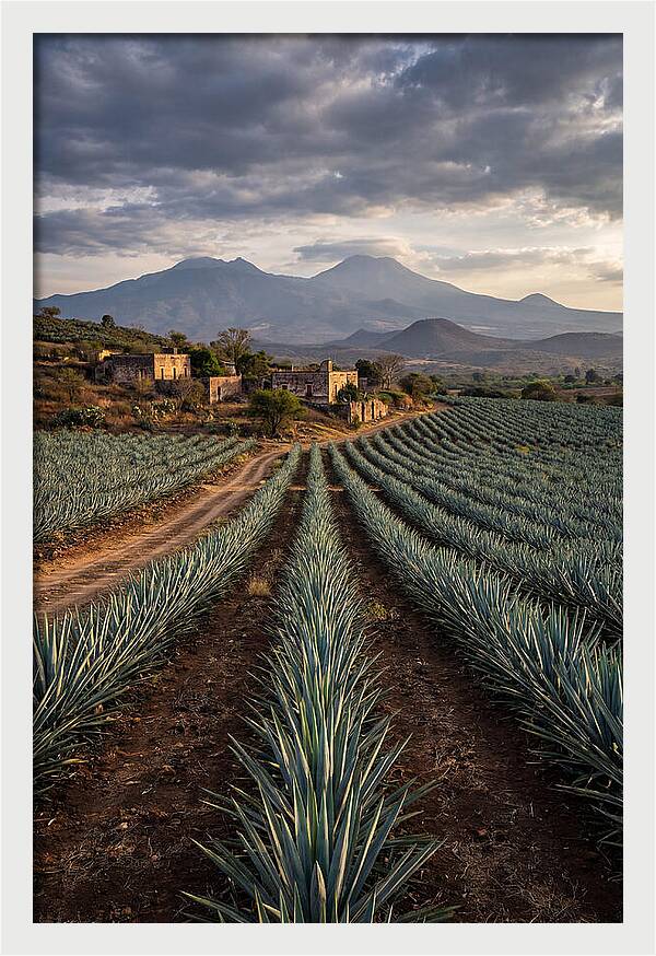 Farm Agave Under Dramatic Skies