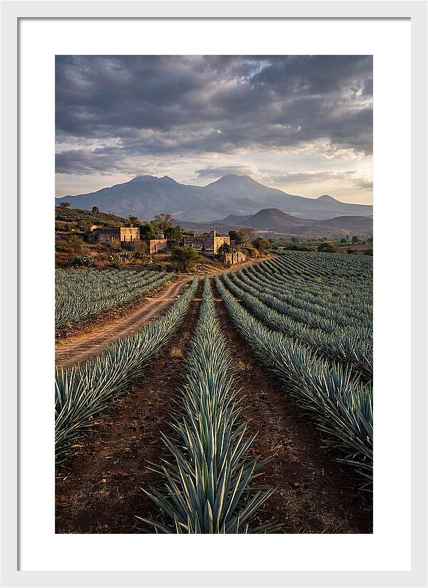 Farm Agave Under Dramatic Skies