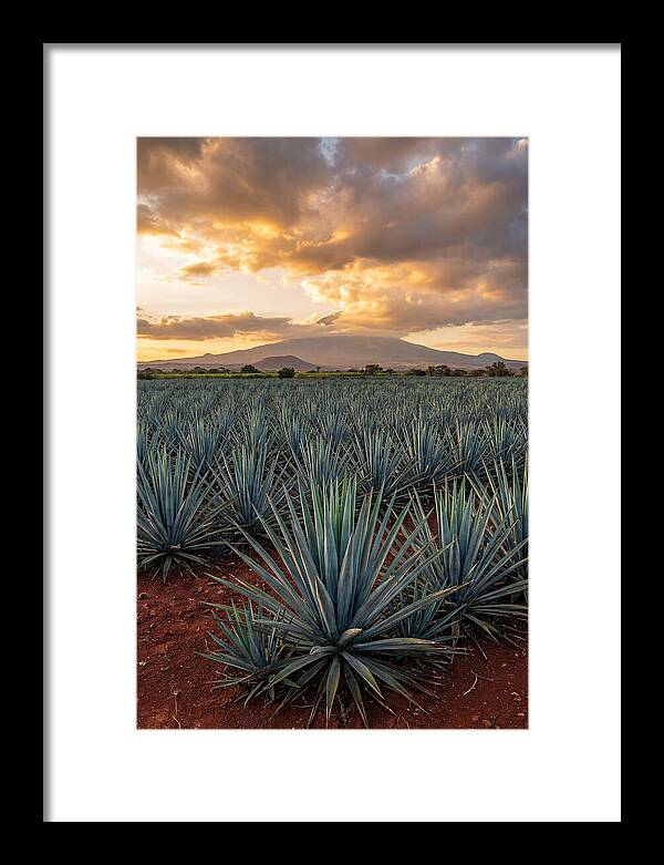 Farm Agave Under Sunset
