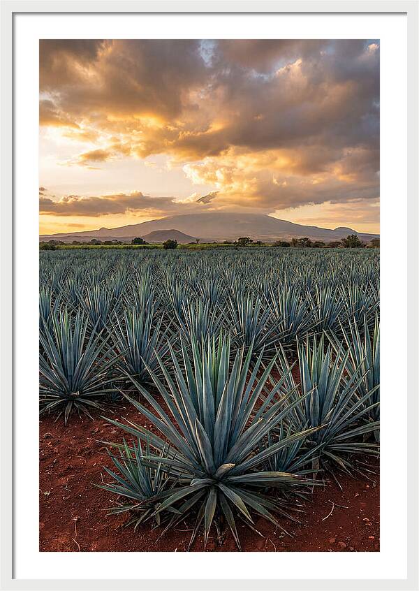 Farm Agave Under Sunset