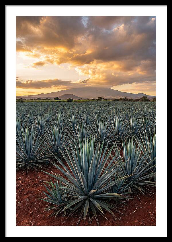 Farm Agave Under Sunset