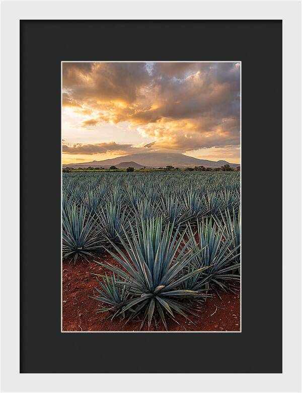 Farm Agave Under Sunset