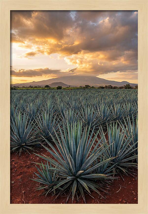 Farm Agave Under Sunset