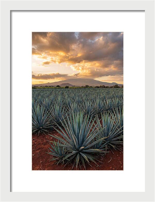 Farm Agave Under Sunset