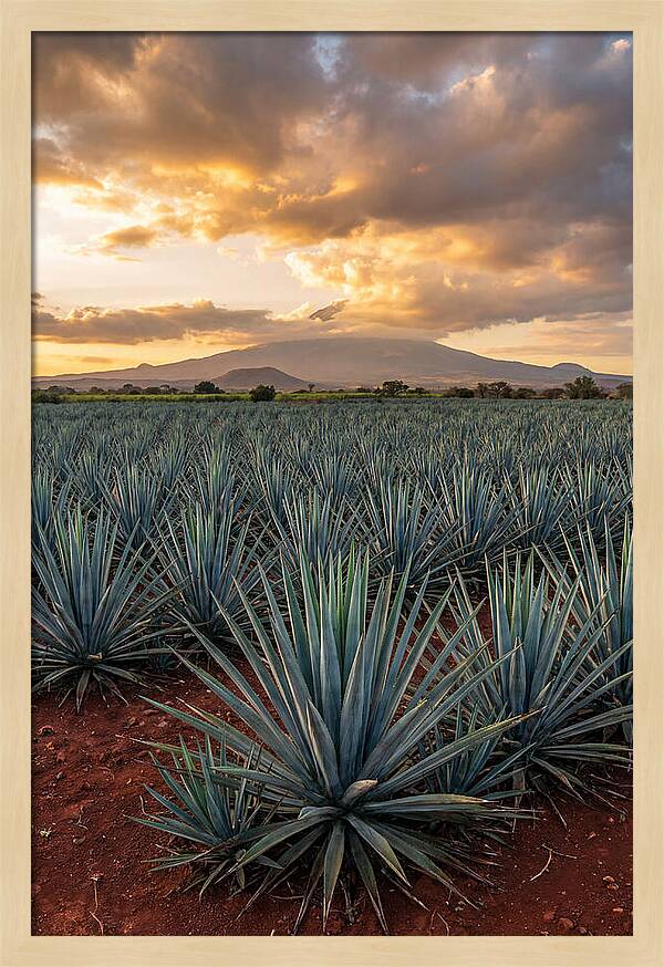 Farm Agave Under Sunset