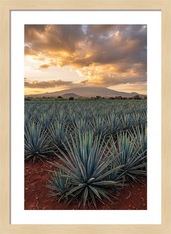 Farm Agave Under Sunset