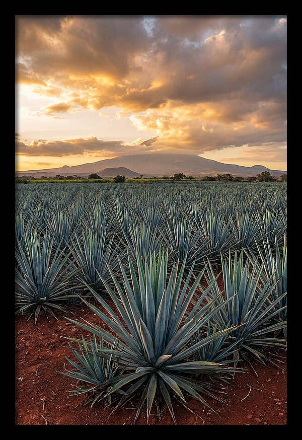 Farm Agave Under Sunset