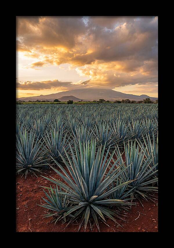 Farm Agave Under Sunset