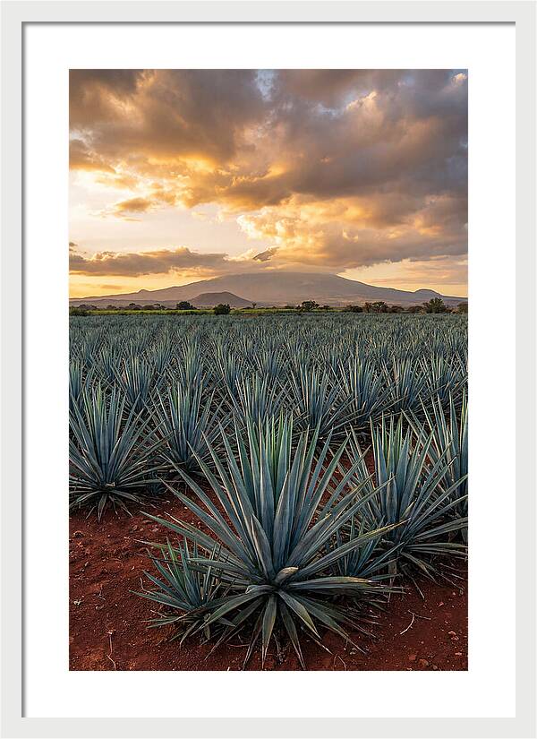 Farm Agave Under Sunset