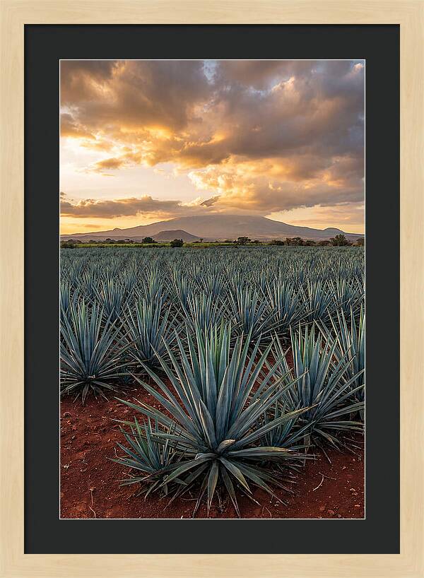 Farm Agave Under Sunset