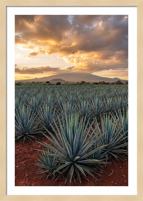 Farm Agave Under Sunset