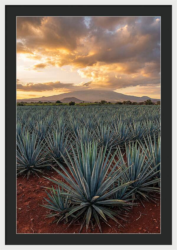 Farm Agave Under Sunset