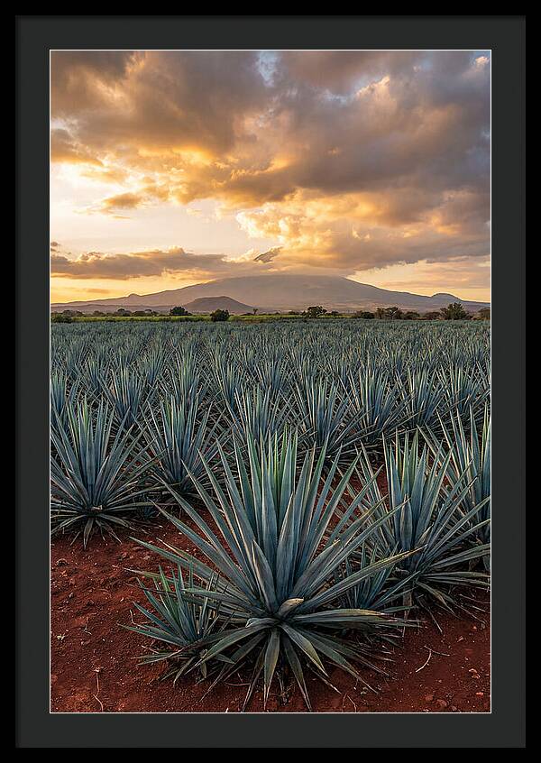 Farm Agave Under Sunset