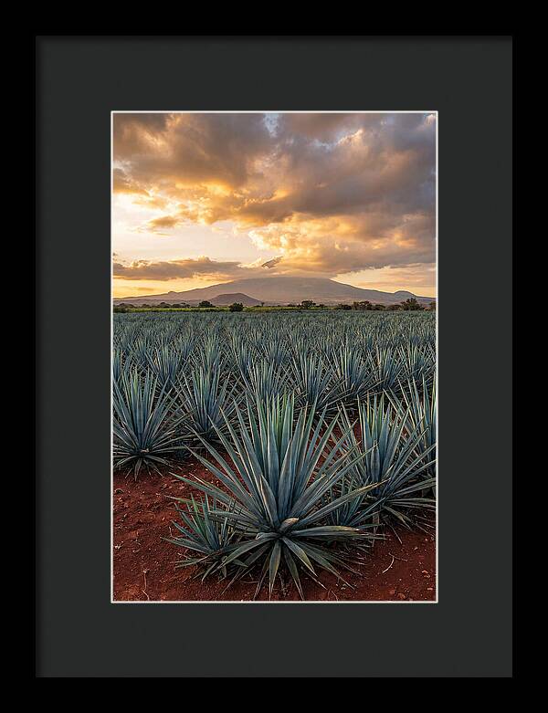 Farm Agave Under Sunset