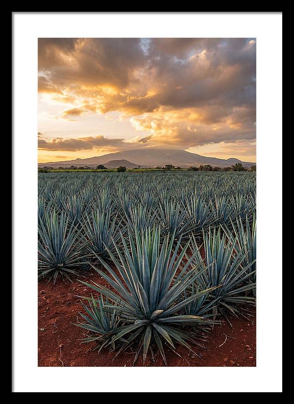 Farm Agave Under Sunset