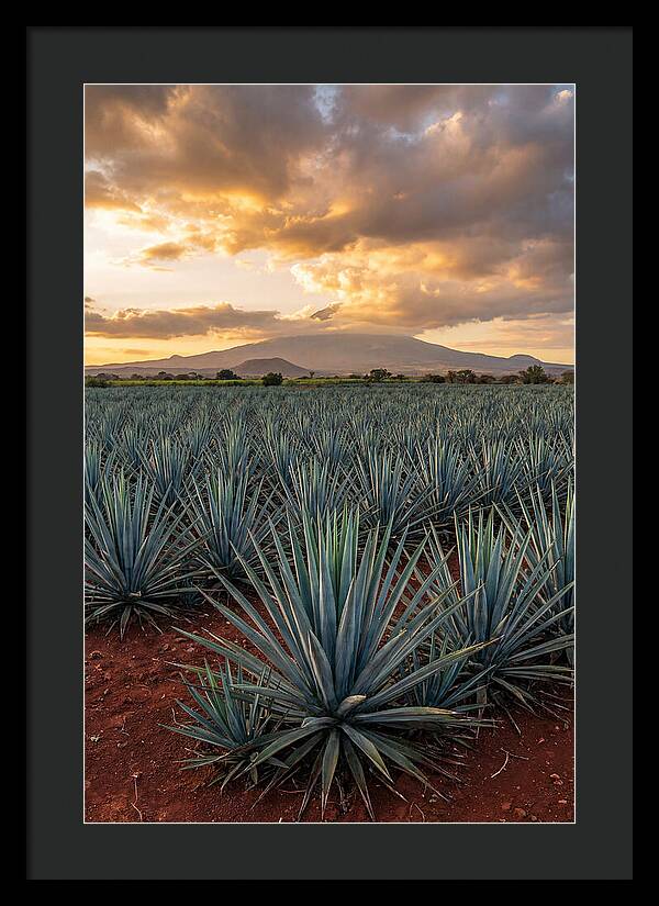 Farm Agave Under Sunset