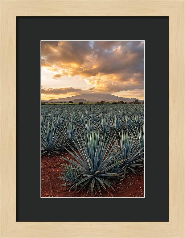 Farm Agave Under Sunset