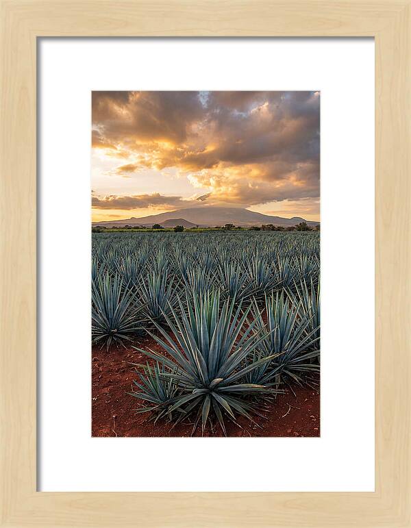 Farm Agave Under Sunset