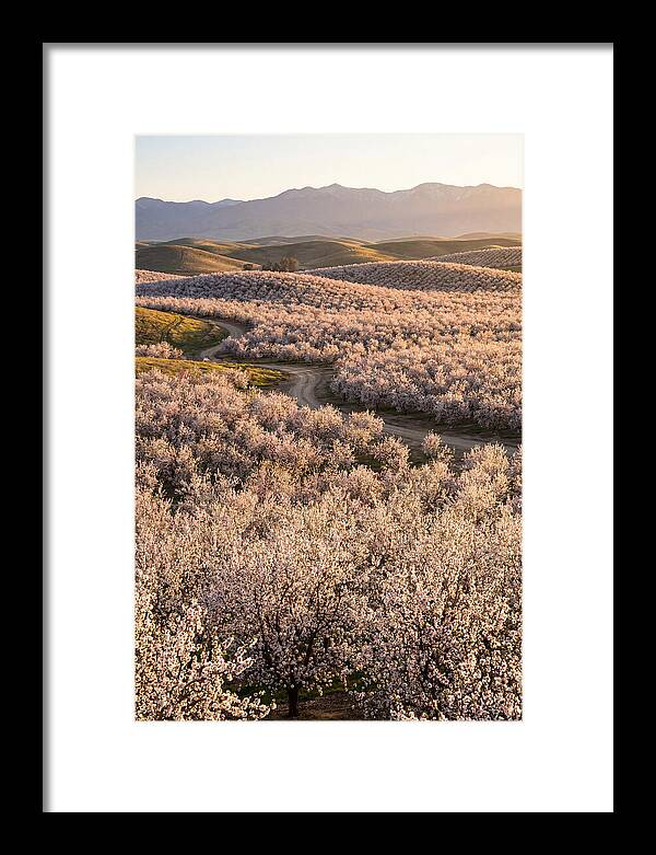 Farm Almond Bloom
