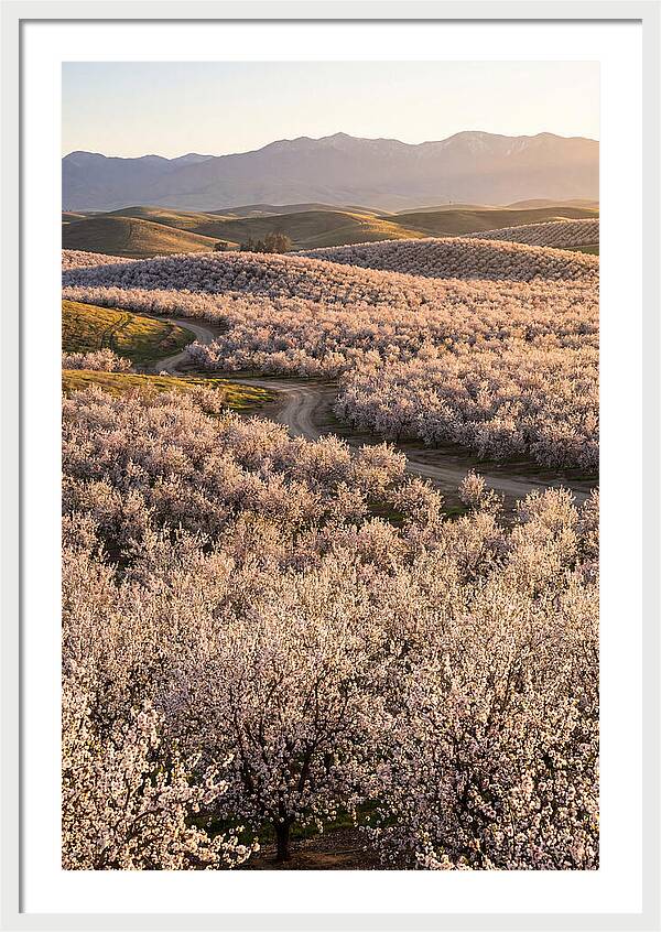 Farm Almond Bloom