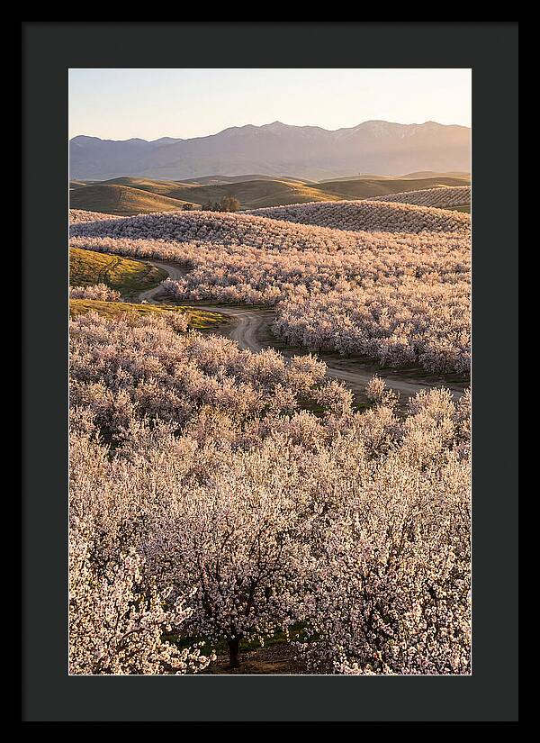 Farm Almond Bloom