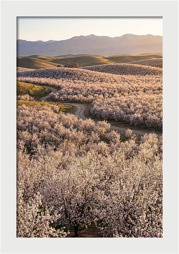Farm Almond Bloom