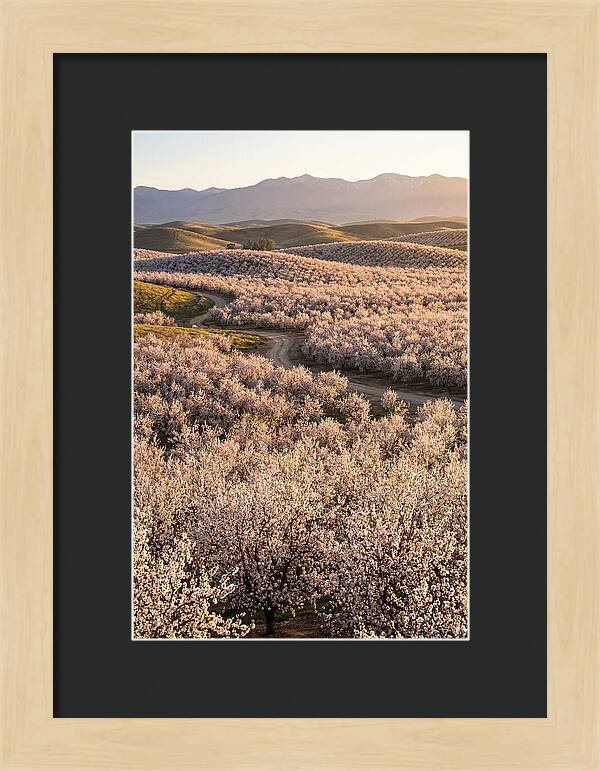 Farm Almond Bloom