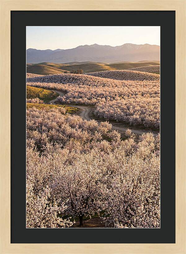Farm Almond Bloom