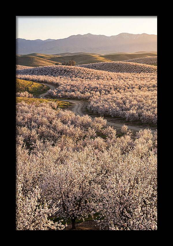 Farm Almond Bloom