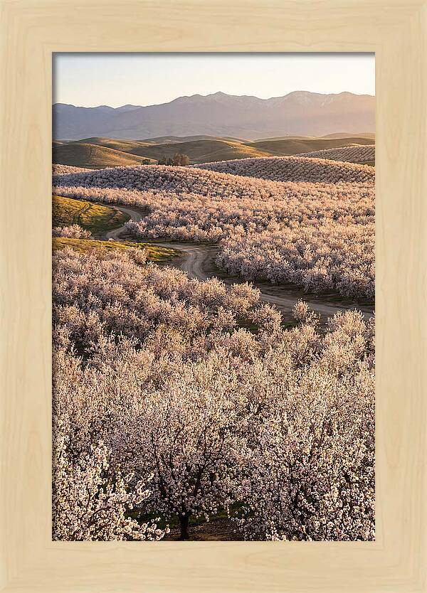 Farm Almond Bloom