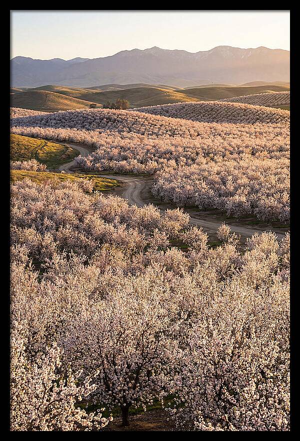 Farm Almond Bloom