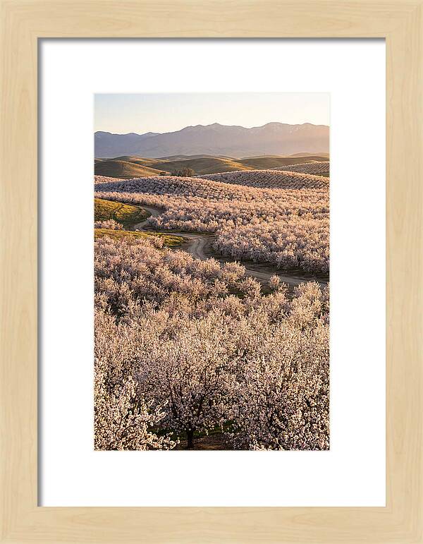 Farm Almond Bloom