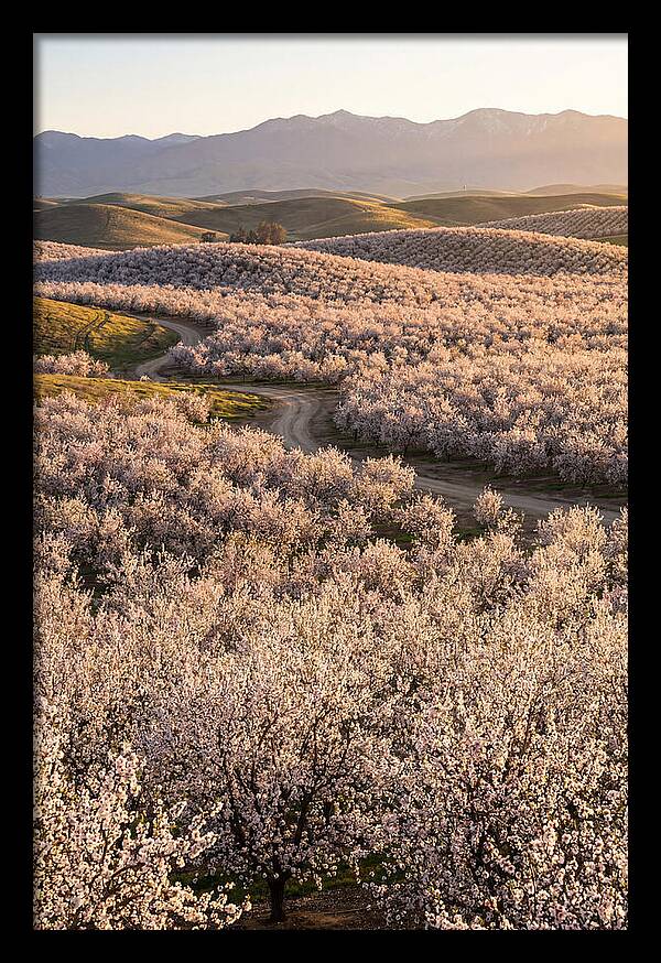 Farm Almond Bloom