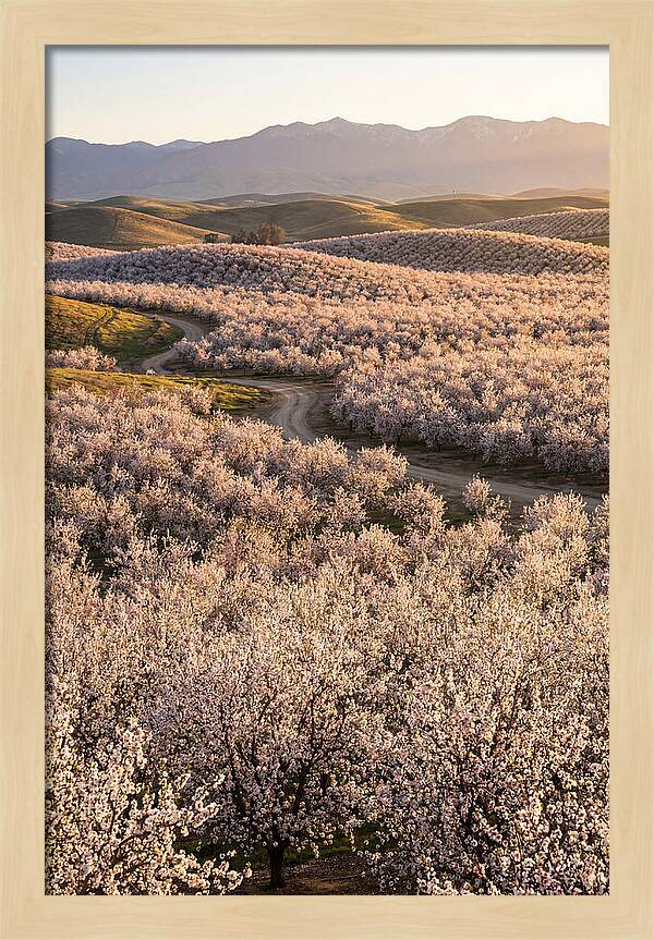 Farm Almond Bloom