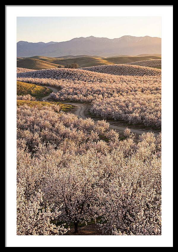 Farm Almond Bloom