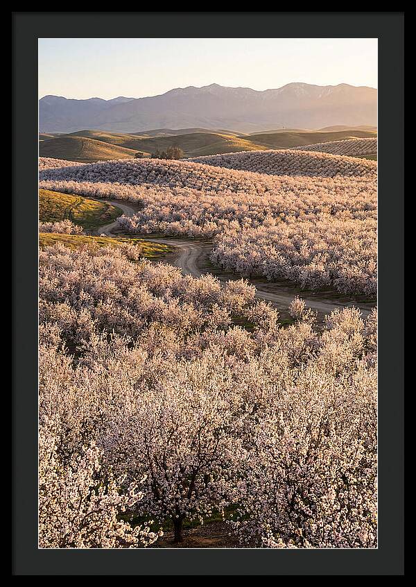 Farm Almond Bloom