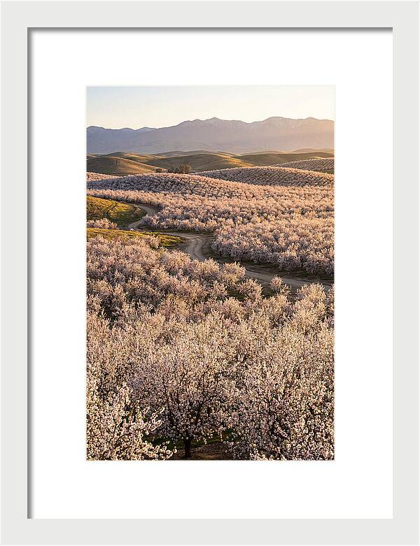 Farm Almond Bloom