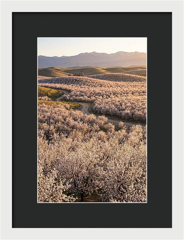 Farm Almond Bloom