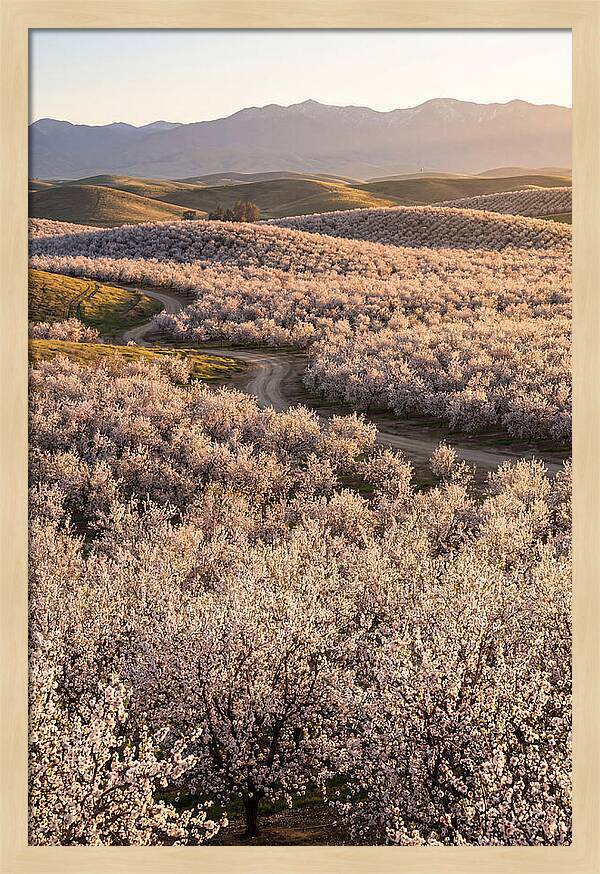 Farm Almond Bloom