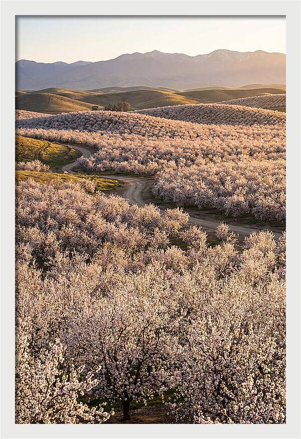 Farm Almond Bloom